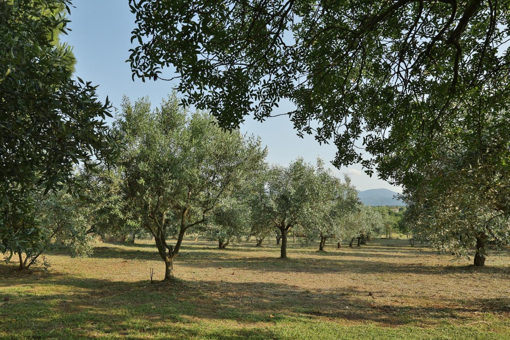 Οlives And Vines All Seasons Villa Litochoro Exterior foto
